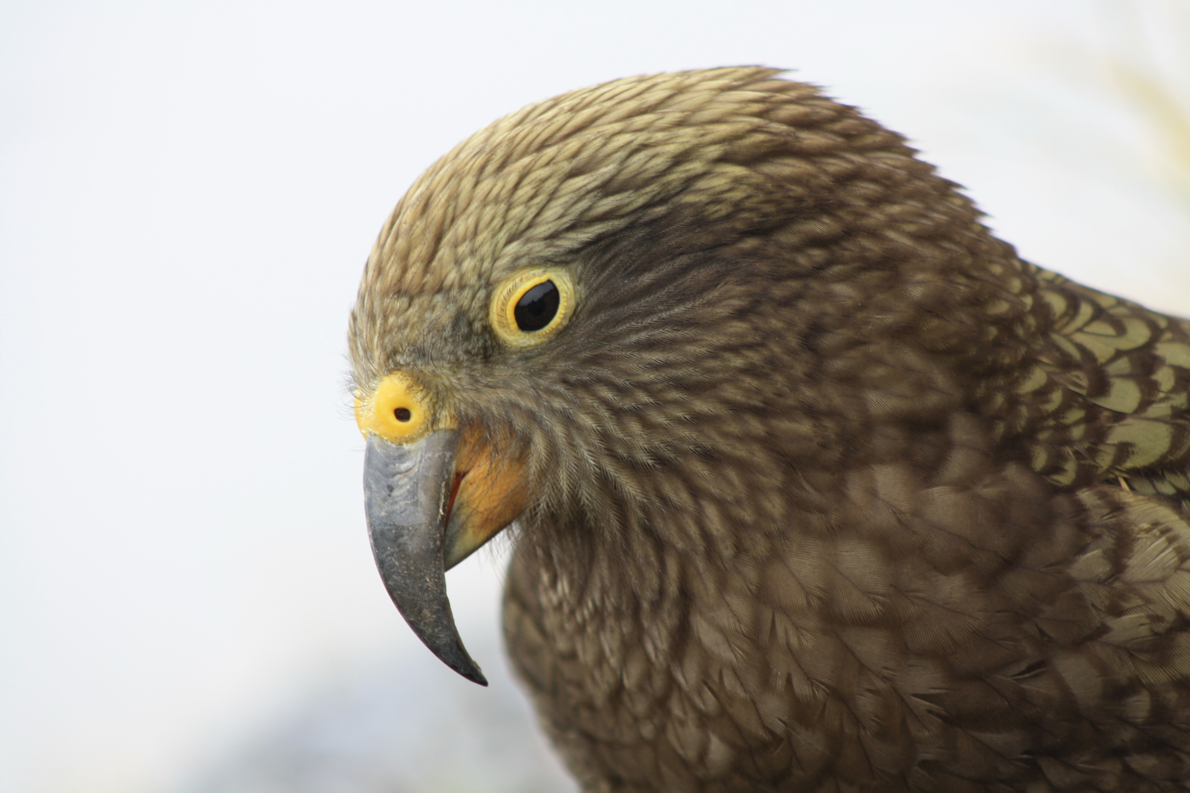 Kea Kerry Weston DOC Crown Copyright CC BY Kea close up in Haast Range