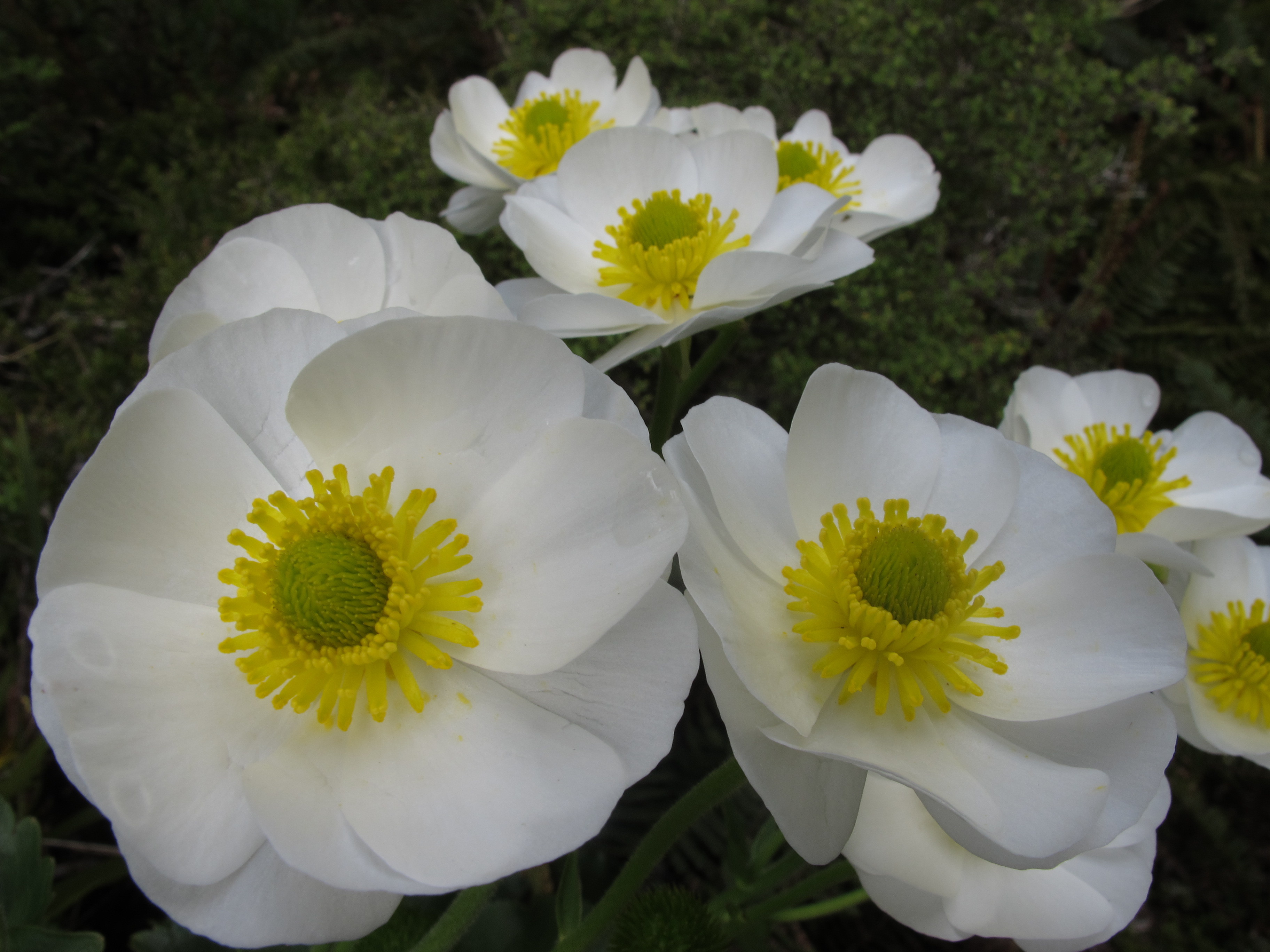 Mount Cook Buttercup John Barkla DOC Crown Copyright CC BY Close up of Mount Cook Buttercup in the Matukituki Valley