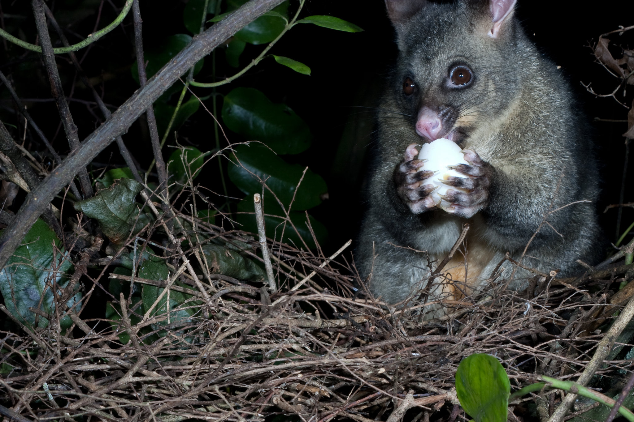 Possum eating kereru egg